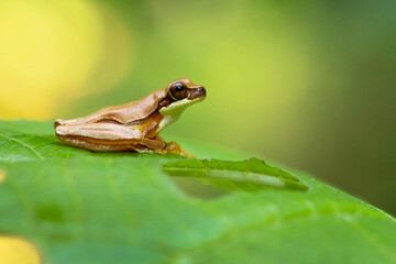 Dendropsophus ebraccatus, also known as the hourglass treefrog or pantless treefrog, is a neotropical treefrog, found scattered throughout Central and South America 