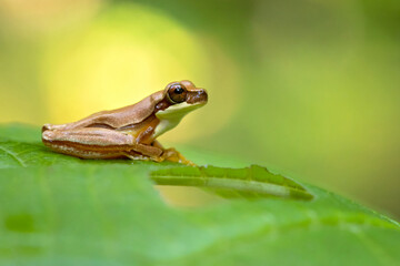 Dendropsophus ebraccatus, also known as the hourglass treefrog or pantless treefrog, is a neotropical treefrog, found scattered throughout Central and South America 