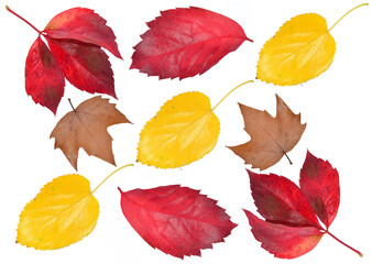 autumn leaves isolated on white
