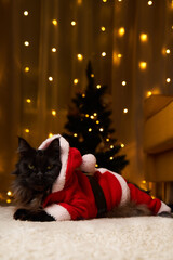 Fototapeta na wymiar Black maine coon cat in Santa Claus costume lies on the floor against background of Christmas tree.