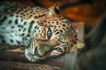 A predatory mammal from the feline family - the Far Eastern leopard