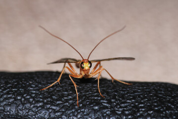 netelia hornet insect macro photo