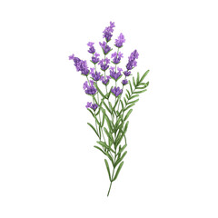 Fototapeta premium Lavender flowers, French blossomed violet flora. Provence floral plant, herbs drawing. Purple lavendar stems. Lavanda blooms. Hand-drawn graphic vector illustration isolated on white background