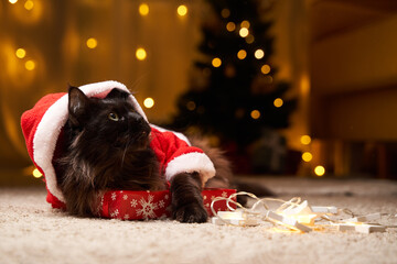 Black maine coon cat in Santa Claus costume lies on the floor with gift.