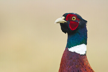 Common pheasant Phasianus colchius Ring-necked pheasant in natural habitat, grassland in early winter	
