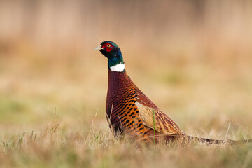 Common pheasant Phasianus colchius Ring-necked pheasant in natural habitat, grassland in early winter	

