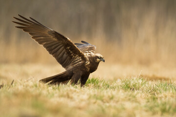 Flying Birds of prey Marsh harrier Circus aeruginosus, hunting time Poland Europe