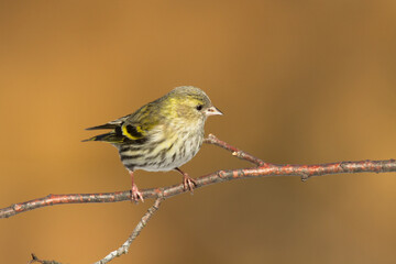 Bird Siskin Carduelis spinus male, small yellow bird, winter time in Poland Europe
