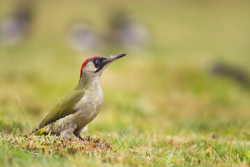 Bird - green woodpecker Picus viridis on the ground, bird looking for food, wildlife Poland Europe