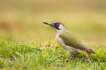 Bird - green woodpecker Picus viridis on the ground, bird looking for food, wildlife Poland Europe