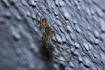 natural parasteatoda tepidariorum spider macro