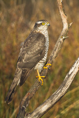 Birds of prey Sparrowhawk Accipiter nisus, hunting time bird sitting on the branch, Poland Europe