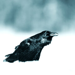 beautiful raven Corvus corax sitting on the branch North Poland Europe, old vintage filters - halloween	

