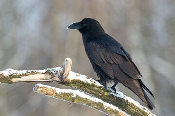 Bird beautiful raven Corvus corax North Poland Europe