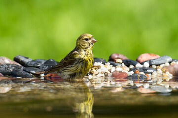 Bird European serin Serinus serinus, Poland Europe	
