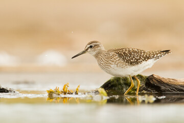 Shorebirds - Wood Sandpiper Tringa glareola, wildlife Poland Europe