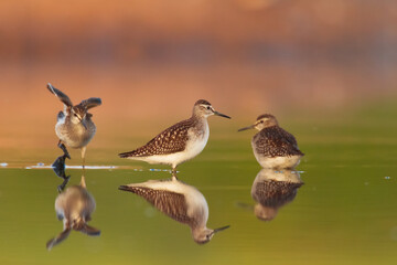 Shorebirds - Wood Sandpiper Tringa glareola, wildlife Poland Europe