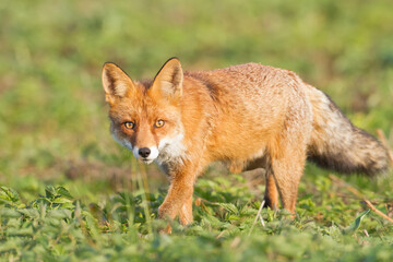 Fox Vulpes vulpes in autumn scenery, Poland Europe, animal walking among autumn meadow in amazing warm light