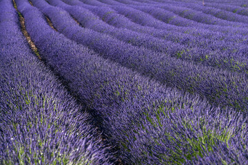 Fototapeta na wymiar Beautiful lavender field with long purple rows. Lavender fields, summer sunset landscape Provence, Lavender field at sunset, Valensole Plateau Provence France blooming lavender fields. Europe