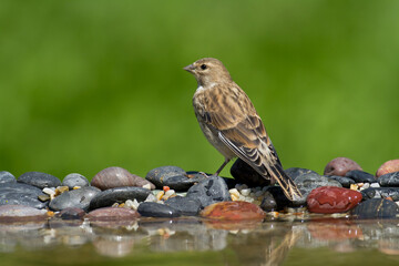 Bird Linnet Carduelis cannabina juvenile bird is bathing, summer time Poland, Europe green background	
