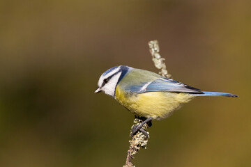 Bird - Blue Tit Cyanistes caeruleus perched on tree