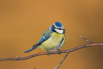 Bird - Blue Tit Cyanistes caeruleus perched on tree