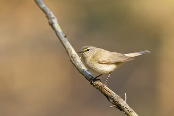 Small bird - Chiffchaff Phylloscopus collybita perched on tree, summer time