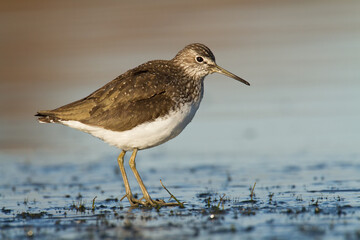 Shorebird - Green Sandpiper Tringa ochropus, wildlife Poland Europe