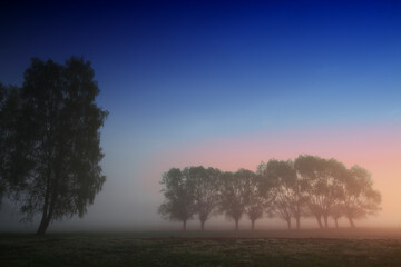 Fototapeta na wymiar Landscape sunset in Narew river valley, Poland Europe, foggy misty meadows with willow trees, spring time
