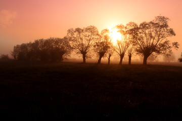 Landscape sunset in Narew river valley, Poland Europe, foggy misty meadows with willow trees, spring time