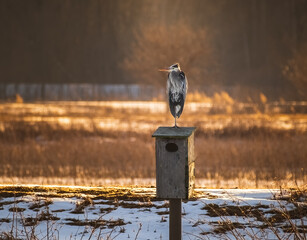 Blue heron sitting on birdhouse in field of dry grass partially covered with snow at sunset in winter; forest in background