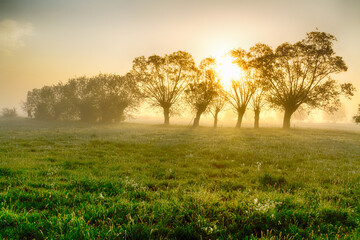 Obraz premium Landscape sunset in Narew river valley, Poland Europe, foggy misty meadows with willow trees, spring time