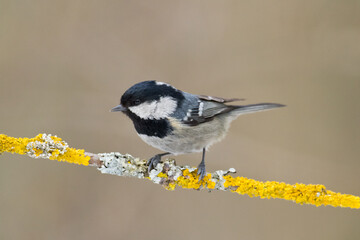 Bird in forest - Coal tit Periparus ater, wildlife Poland europe