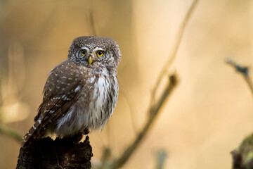 Pygmy owl Glaucidium passerinum little owl natural dark forest north parts of Poland Europe