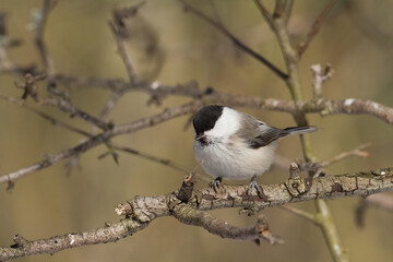 Bird - Marsh tit Poecile palustris perched on branch, winter time Poland Europe