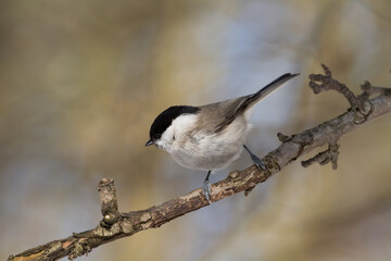 Bird - Marsh tit Poecile palustris perched on branch, winter time Poland Europe