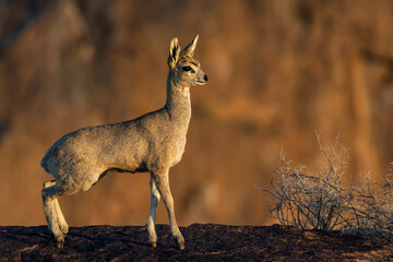 Klipspringer (Oreotragus oreotragus). Augrabies. Northern Cape. South Africa.