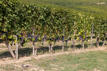 Langhe vineyards near Barolo and La Morra, Unesco Site, Piedmont, Italy