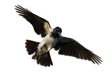 Bird Hooded crow Corvus cornix flying bird isolated on white background silhouette flying bird