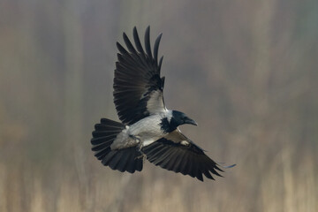 Bird - Hooded crow Corvus cornix in amazing warm background Poland Europe