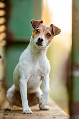  Jack Russel Terrier im Freien