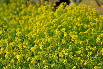 Obraz premium 見渡す限りの菜の花