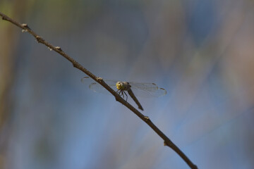 Dragonfly hold on dry branches