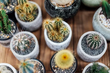 Cercles muraux Cactus Collection of various cactus plants in different pots in the plant store. Potted cactus house plants. Fashion trend in home design. Home gardening concept. Biophilia. Selected focus