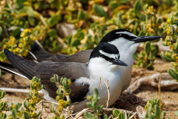 Obraz premium Bridled Tern in Western Australia