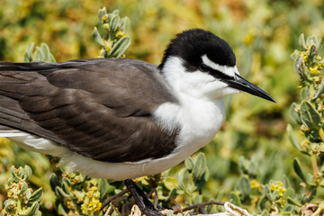 Bridled Tern in Western Australia