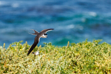 Bridled Tern in Western Australia