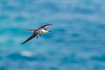 Bridled Tern in Western Australia