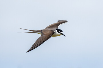 Bridled Tern in Western Australia