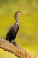 The neotropic cormorant or olivaceous cormorant (Nannopterum brasilianum) is a medium-sized cormorant found throughout the American tropics and subtropics